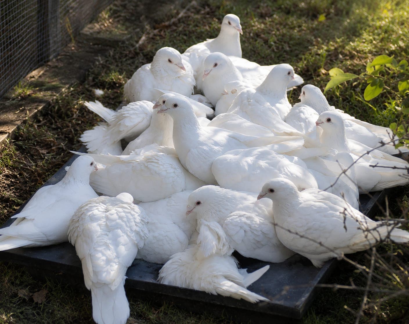 A flock of white doves gathered together in the sunlight